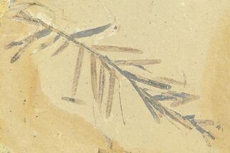 Shale With Dawn Redwood (Metasequoia) Fossils - Montana #356481