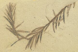 Shale With Dawn Redwood (Metasequoia) Fossils - Montana #356487