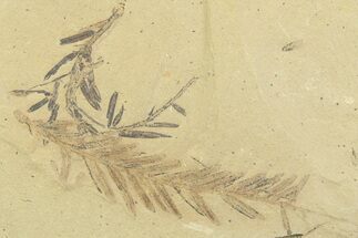 Shale With Dawn Redwood (Metasequoia) Fossils - Montana #356488