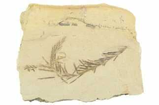 Shale With Dawn Redwood (Metasequoia) Fossils - Montana #356494