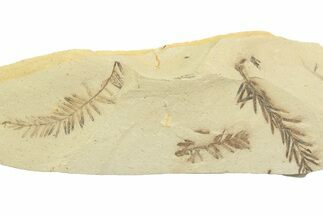 Shale With Dawn Redwood (Metasequoia) Fossils - Montana #356512