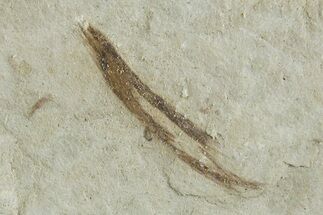 Detailed Fossil Feather - Green River Formation, Utah #356576
