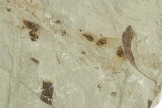 Fossil Samarae (Winged Seeds) and Plant Fragment Plate - Utah #356604