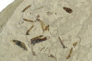 Insect Mortality Plate - Green River Formation, Utah #356620