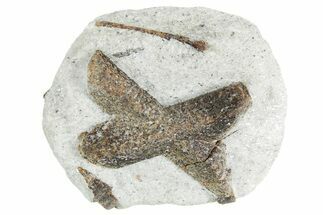 Twinned Staurolite Cross In Glittering Mica-Schist - Russia #356589