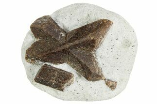 Twinned Staurolite Cross In Glittering Mica-Schist - Russia #356590