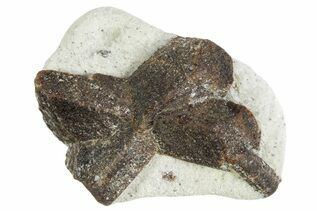 Buy Staurolite