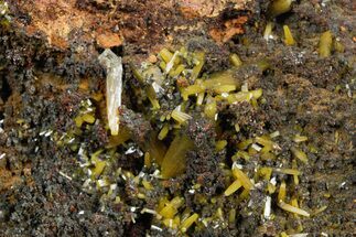 Pyramidal Wulfenite Crystals On Matrix - Ojuela Mine, Mexico #356692
