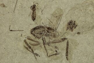 Fossil Insect (Fly and Beetle) Plate - Utah #356658