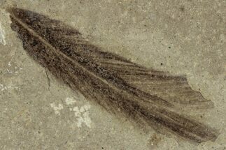 Detailed Fossil Feather - Green River Formation, Utah #356674