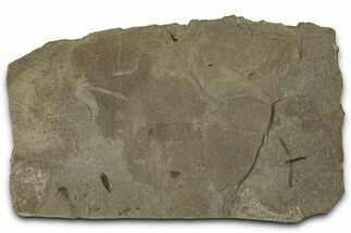 Multiple Crane Fly (Tipulidae) Plate - Green River Formation #356683