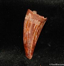 Beautiful Fossil Croc Tooth From Kem Kem Basin #343