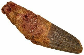Fossil Spinosaurus Tooth - Robust Tooth #356778