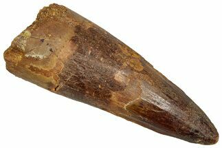 Fossil Spinosaurus Tooth - Real Dinosaur Tooth #356813