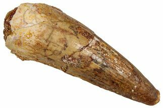 Fossil Spinosaurus Tooth - Real Dinosaur Tooth #356821