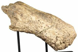 Dinosaur Fossils For Sale