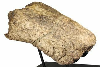 Fossil Triceratops Nasal Bone w/ Metal Stand - Montana #356901