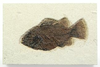 Detailed Fossil Fish (Cockerellites) - Wyoming #356734