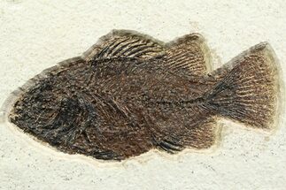 Detailed Fossil Fish (Cockerellites) - Wyoming #356734