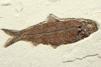 Detailed Fossil Fish (Knightia) - Wyoming #356739