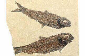 Multiple Fossil Fish (Knightia) Plate - Wyoming #356740