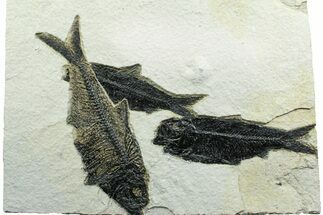Plate of Three Fossil Fish (Diplomystus & Knightia) - Wyoming #356759