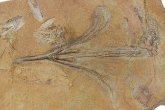 Ordovician Fossil Crinoid - Marzane, Morocco #350584