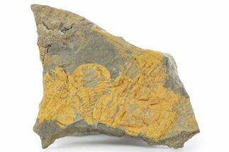 Orange Dalmanitid (Ormathops) Trilobite Impressions - Morocco #356824