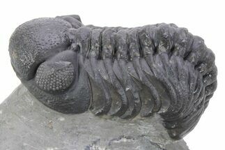 Detailed Austerops Trilobite - Ofaten, Morocco #356924