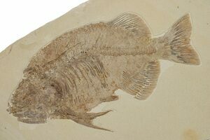 Fish Fossils For Sale - FossilEra.com