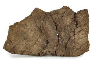 Dinosaur (Triceratops) Frill Shield Edge - Wyoming #356928