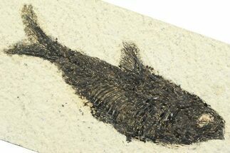 Detailed Fossil Fish (Knightia) - Wyoming #356776