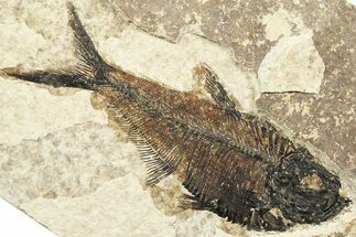 Detailed Fossil Fish (Diplomystus) - Wyoming #356787
