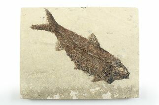 Detailed Fossil Fish (Knightia) - Wyoming #356789