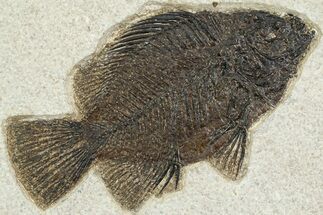 Detailed Fossil Fish (Cockerellites) - Wyoming #356797