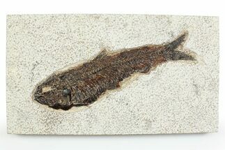 Detailed Fossil Fish (Knightia) with Twig - Large For Species #356799