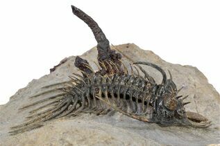 Recently Added For Sale