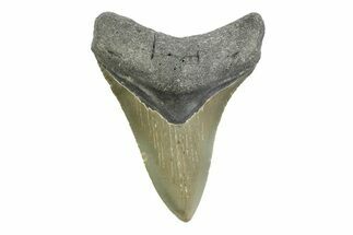 Serrated, Fossil Megalodon Tooth - North Carolina #356705