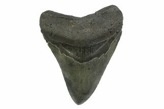 Serrated, Fossil Megalodon Tooth - South Carolina #356833