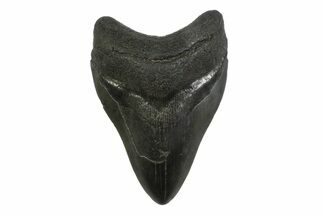 Fossil Megalodon Tooth - South Carolina #356834