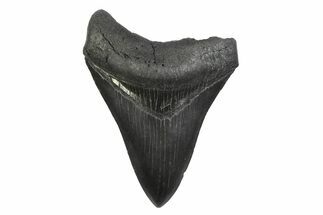 Serrated, Fossil Megalodon Tooth - South Carolina #356837