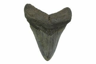 Fossil Megalodon Tooth - South Carolina #356843