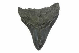 Fossil Megalodon Tooth - South Carolina #356844