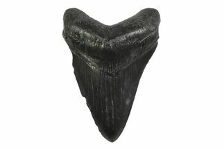Serrated, Fossil Megalodon Tooth - South Carolina #356847