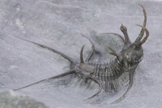 Premium Specimens For Sale