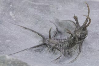 Spiny Ceratarges Trilobite - Zireg, Morocco #356940