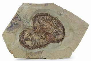 Premium Specimens For Sale