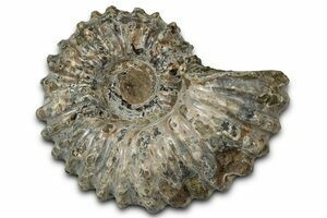 AQCLAY Conque de Tranche de d'ammonite Naturelle de 12-16 cm avec Support Cristaux de spécimen de de Madagascar Convient for la Maison Pierre Naturelle