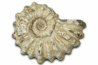 Bumpy Ammonite (Douvilleiceras) Fossil - Madagascar #343840