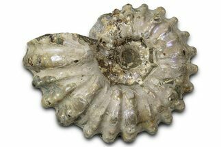 Bumpy Ammonite (Douvilleiceras) Fossil - Purple Iridescence #343841
